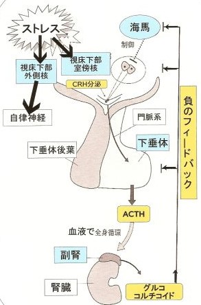 「ストレスとホルモン」副腎疲労症候群とは？