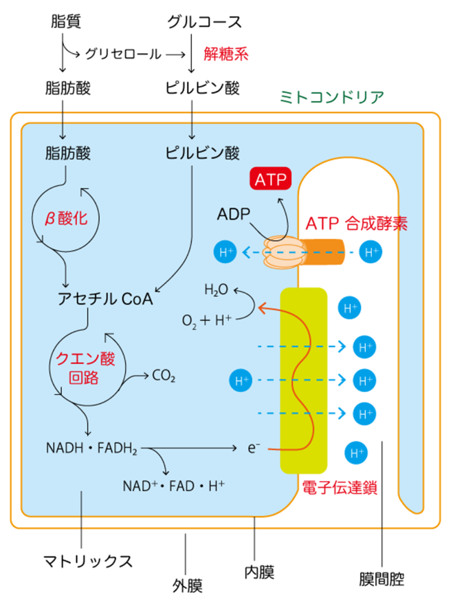 「ミトコンドリア・ダイナミクス」生命のエネルギー代謝
