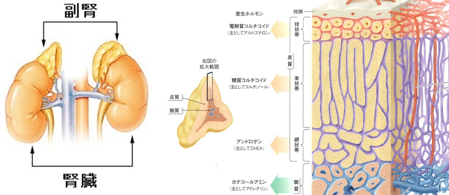 「ストレスとホルモン」副腎疲労症候群とは？