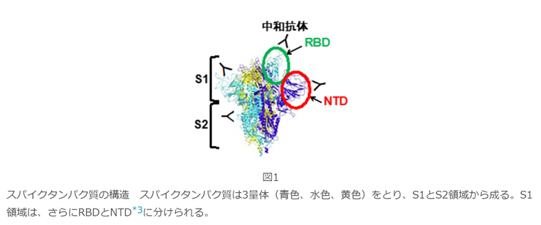 新型コロナウイルス変異株「抗体依存性感染増強の懸念」