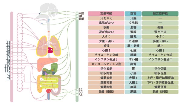 「自律神経失調症」脳のアイドリングによる脳疲労