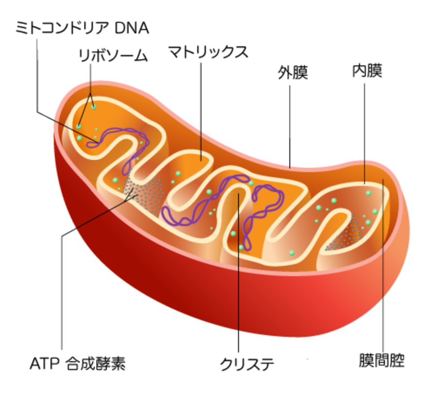 「ミトコンドリア・ダイナミクス」生命のエネルギー代謝