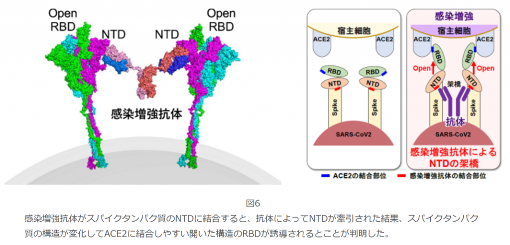 新型コロナウイルス変異株「抗体依存性感染増強の懸念」