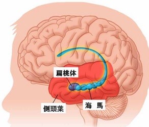 「記憶と自己」海馬とトラウマとアルツハイマー