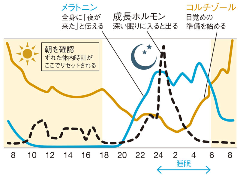 「概日リズムとホルモン分泌」セロトニン・メラトニン