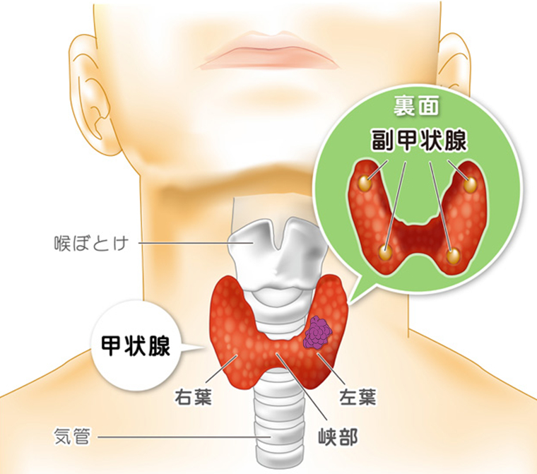 「甲状腺ホルモンとミトコンドリア」ホメオスタシスの要