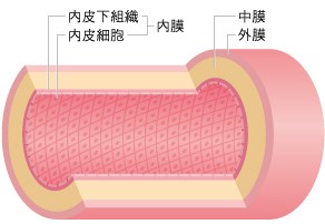 「コレステロールとホルモン合成」動脈硬化は血管の慢性炎症