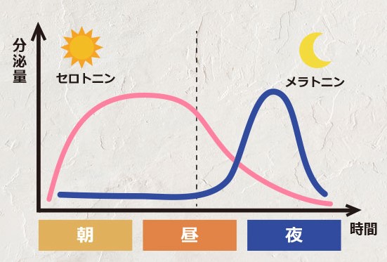 「概日リズムとホルモン分泌」セロトニン・メラトニン