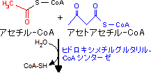 「コレステロールとホルモン合成」動脈硬化は血管の慢性炎症