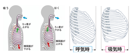 「アレルギーと呼吸器疾患」口呼吸・胸式呼吸