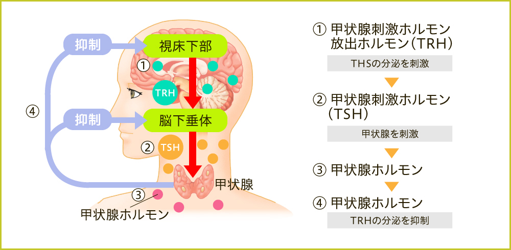 「甲状腺ホルモンとミトコンドリア」ホメオスタシスの要