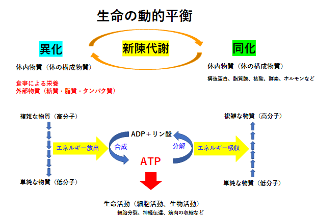 「代謝と生命活動」異化と同化とエネルギー
