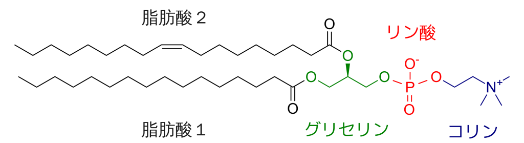 「脂質クオリティと生命現象」脂肪酸の種類と特徴