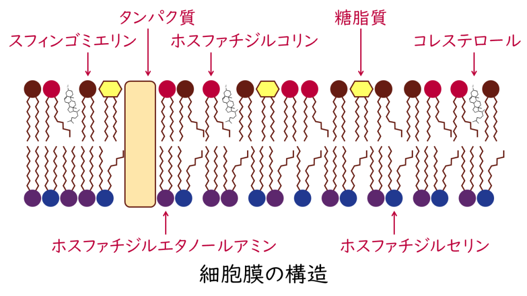 「脂質クオリティと生命現象」脂肪酸の種類と特徴