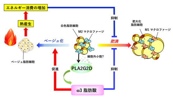 「肥満と基礎代謝」脂質と褐色脂肪細胞・ベージュ脂肪細胞