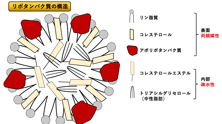 「動脈硬化の真の原因」コレステロールではなく脂肪酸