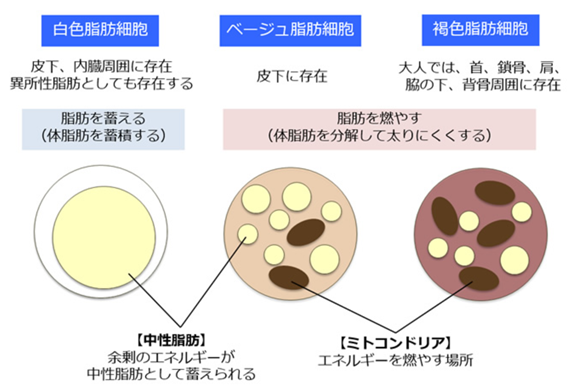 「肥満と基礎代謝」褐色脂肪細胞とベージュ脂肪細胞