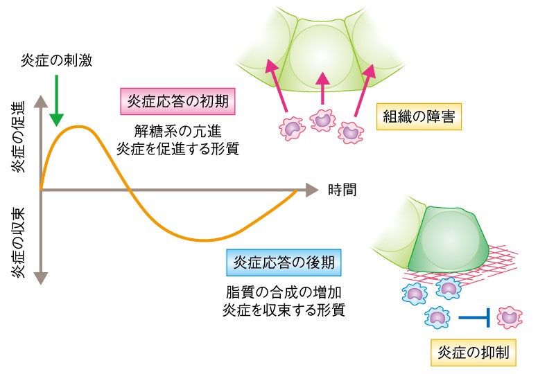 「肥満と基礎代謝」脂質と褐色脂肪細胞・ベージュ脂肪細胞