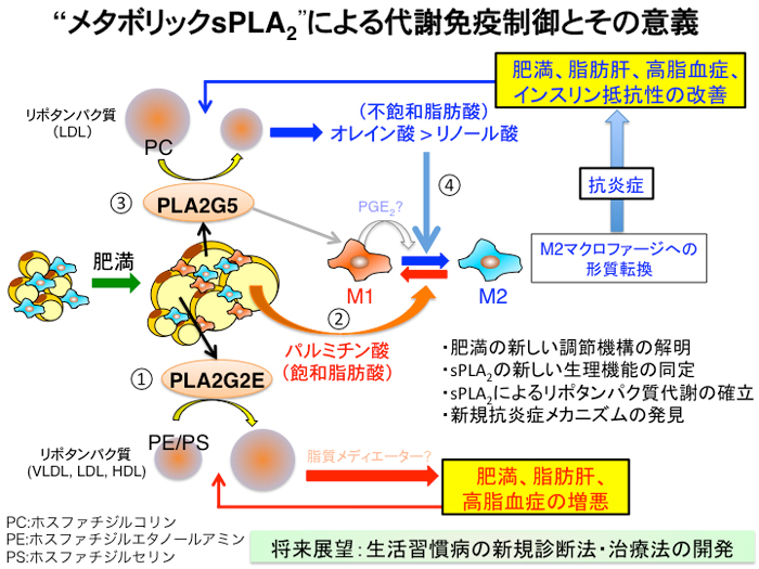 「肥満と基礎代謝」脂質と褐色脂肪細胞・ベージュ脂肪細胞