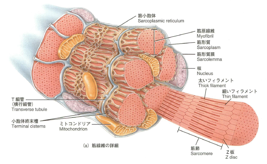 「こむら返りと筋スパズム」筋肉の収縮弛緩のしくみ