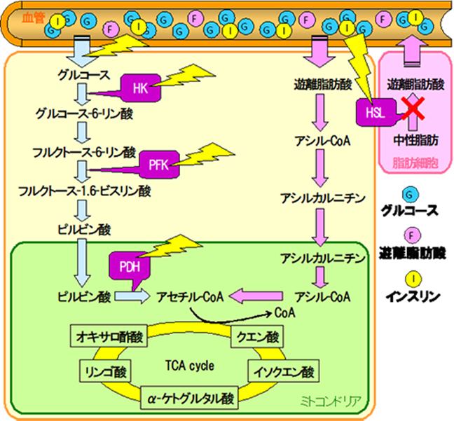 「グルコ―スとフルクトース」糖質の質とエネルギー代謝