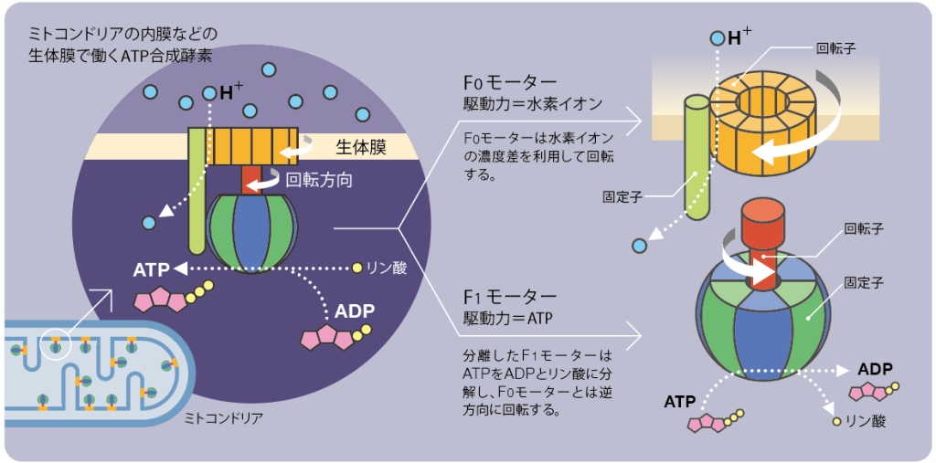 「生命と電気エネルギー」膜電位とATP