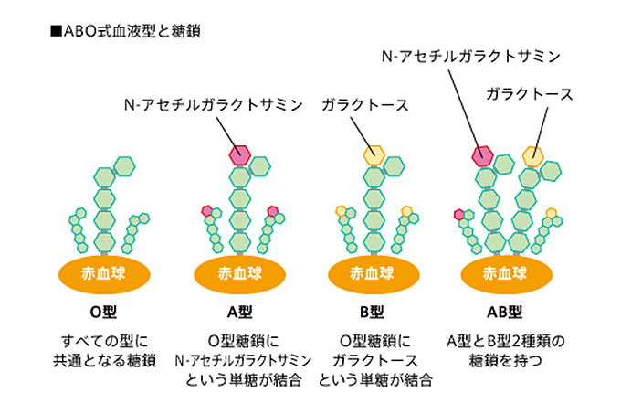 第三の生命鎖「糖鎖」と情報システム