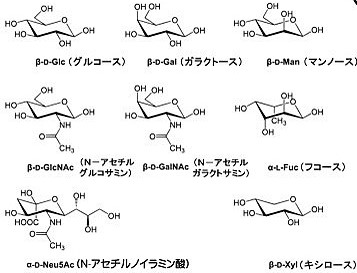 「糖鎖と情報システム」第三の生命鎖