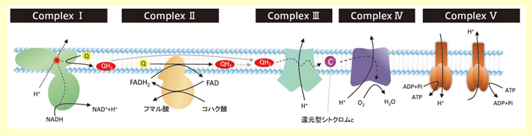 「生命と電気エネルギー」膜電位とATP