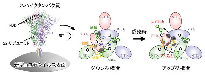 「糖鎖と情報システム」第三の生命鎖