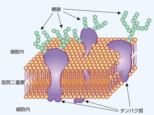 第三の生命鎖「糖鎖」と情報システム