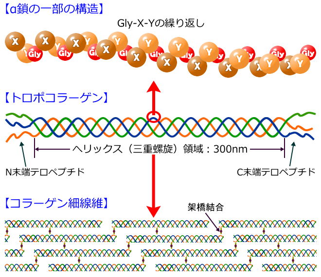 「筋膜リリース」コラーゲン線維の可塑性