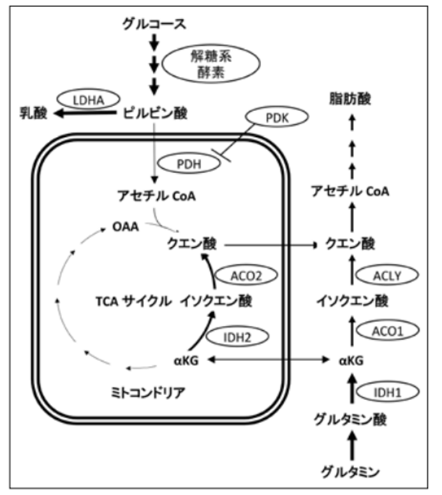 「癌細胞と代謝」代償的な代謝経路の活性