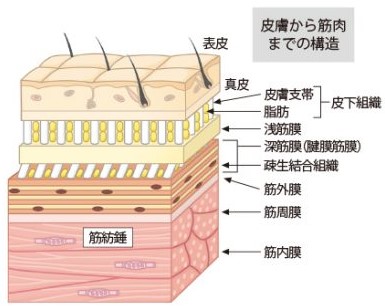 「筋膜リリース」コラーゲン線維の可塑性