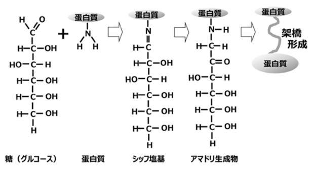 「筋膜リリース」コラーゲン線維の可塑性