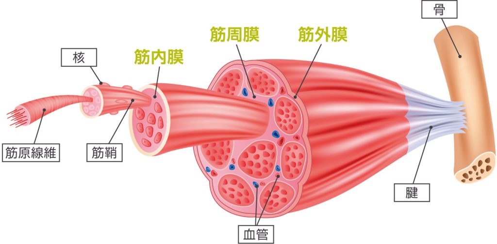 「筋膜リリース」コラーゲン線維の可塑性