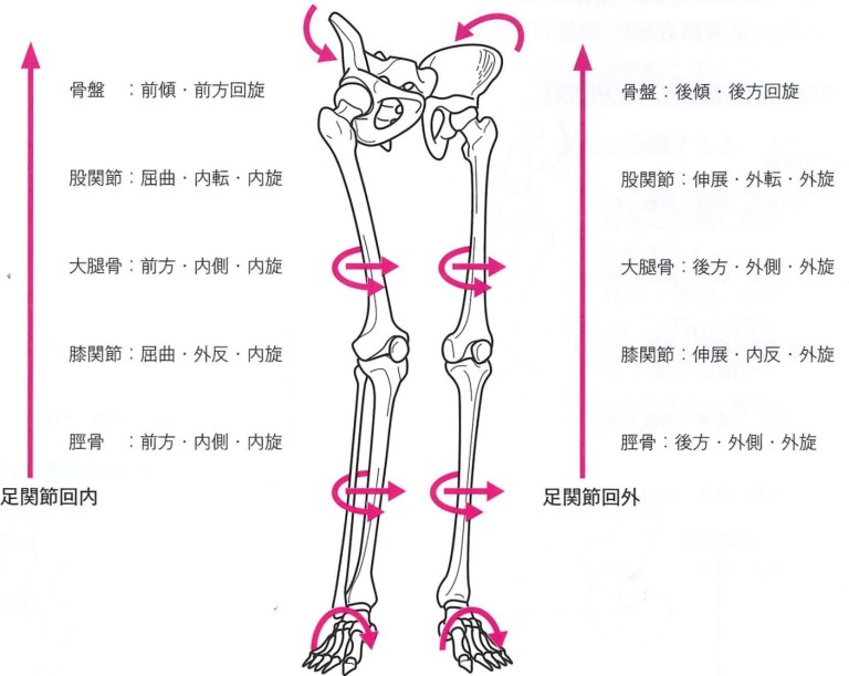 なぜ関節痛が起こるのか？「運動連鎖と変形性関節症」