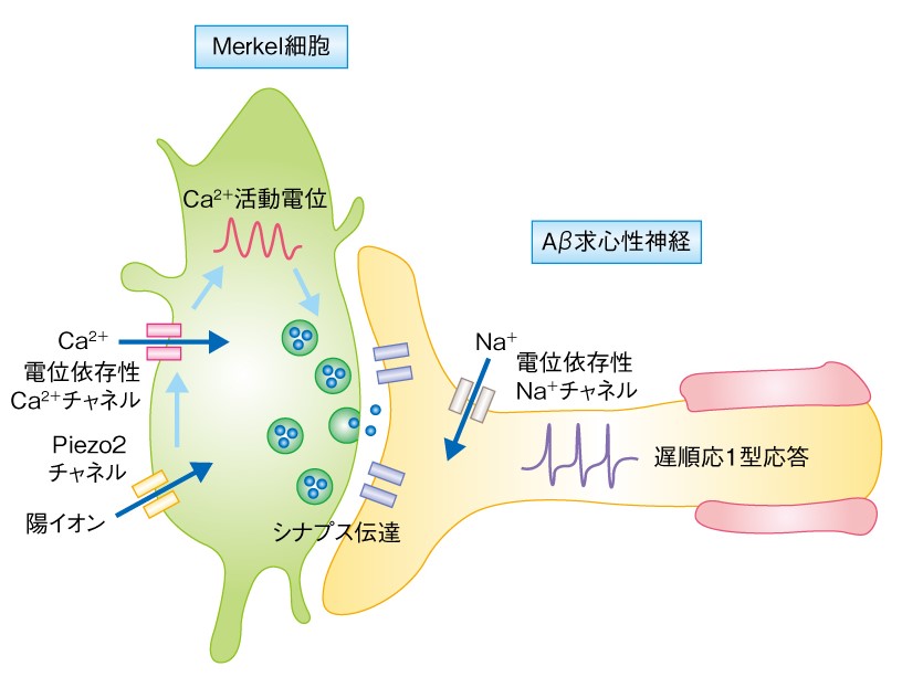 「力を感じるタンパク質」メカノセンサーチャネルPIEZO