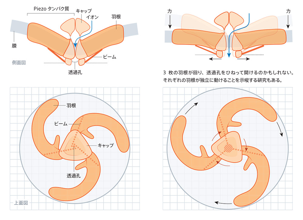 「力を感じるタンパク質」メカノセンサーチャネルPIEZO