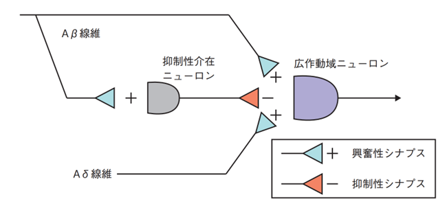 神経のつながり「なぜ痛みが起こるのか？」
