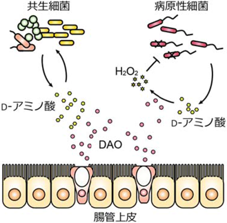 生命のホモキラリティーとD-アミノ酸