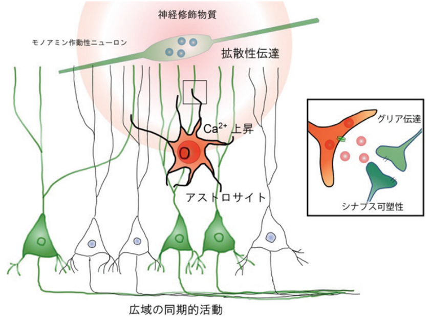 脳の細胞外スペースとロジスティクス